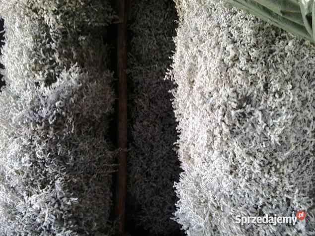 Zatrwian Tatarski Statycja KWIATY mazowieckie Chmielew