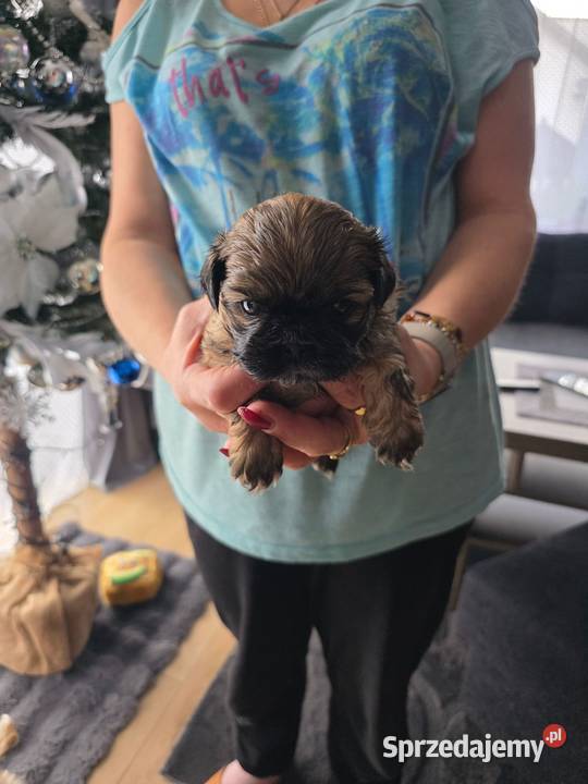 Sprzedam śliczne pieski rasy shih tzu Radziszów