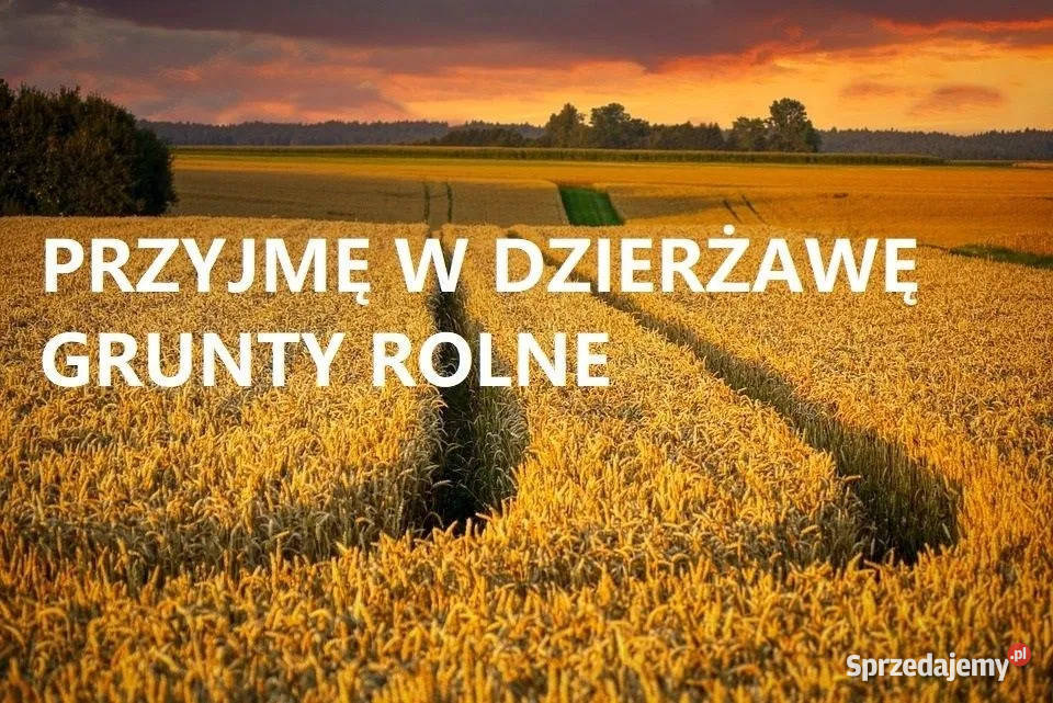 Wydzierżawię grunty rolne łąki pole pomorskie Miszewo