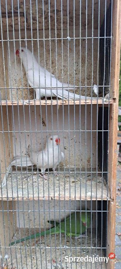 Papugi aleksandretty obrożne Konin sprzedam