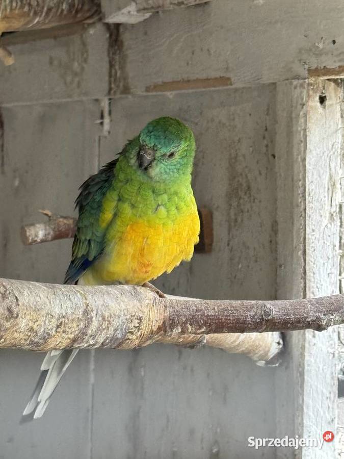 Para lęgowa podkarpackie