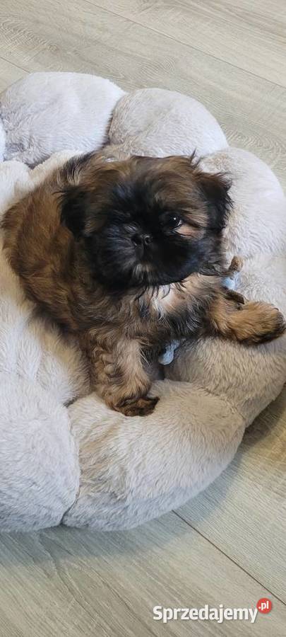 ShihTzu sunia Mokrsko