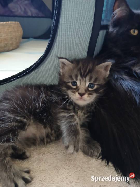 Kotki Maine Coon Kraków sprzedam