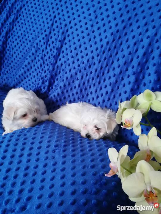 Maltańczyk PIESEK SUCZKA Częstochowa sprzedam