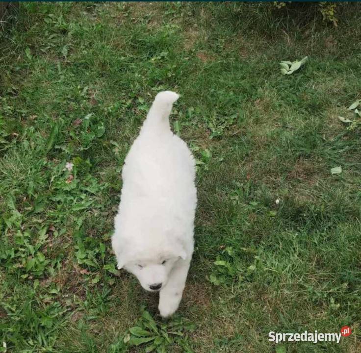 Owczarek podhalański sprzedam