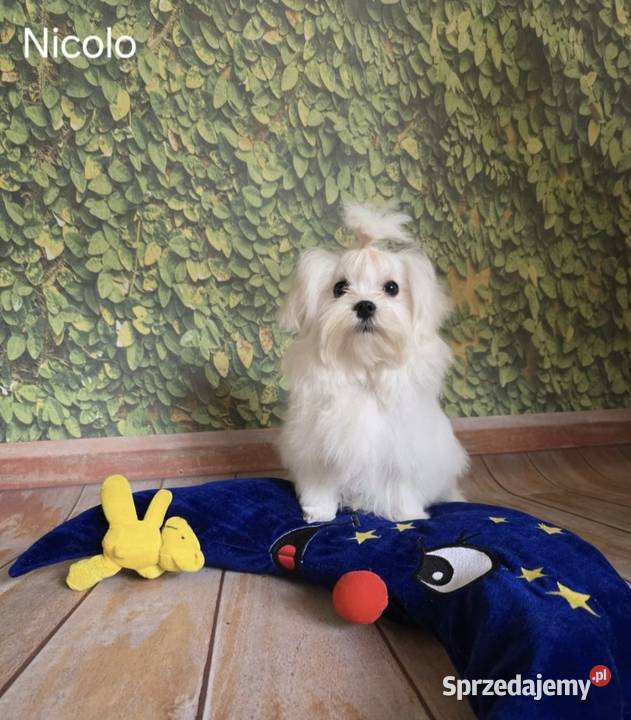 Pies Maltańczyk z rodowodem FCI Maltańczyk sprzedam