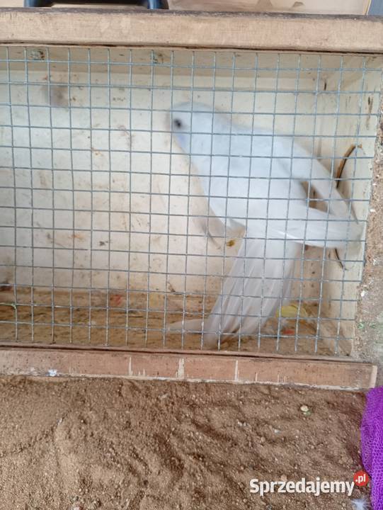 Rozele królewskie Zduńska Wola sprzedam