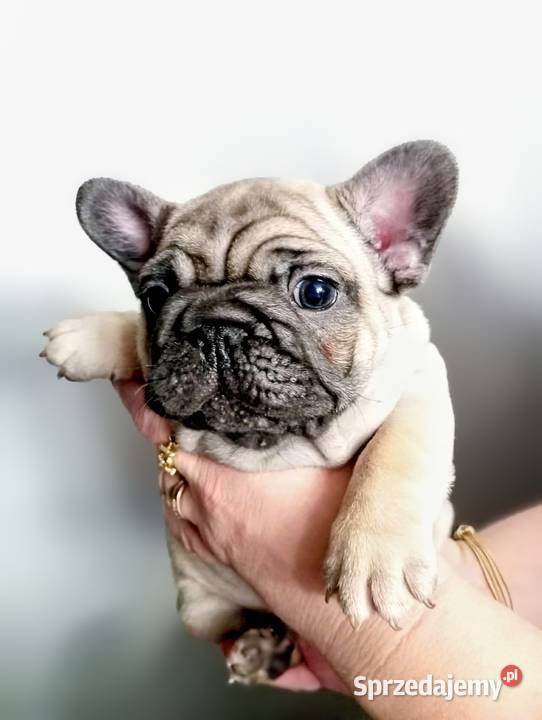 Buldog francuski buldożek francuski Łódź