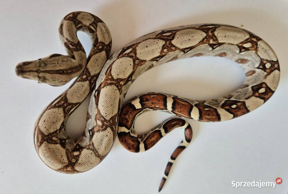 11 boa cesarski cb25 samica sprzedam