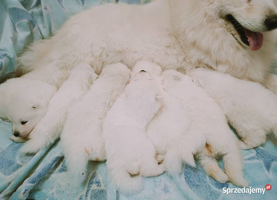 Szczeniaki Samoyed mazowieckie Olszówka