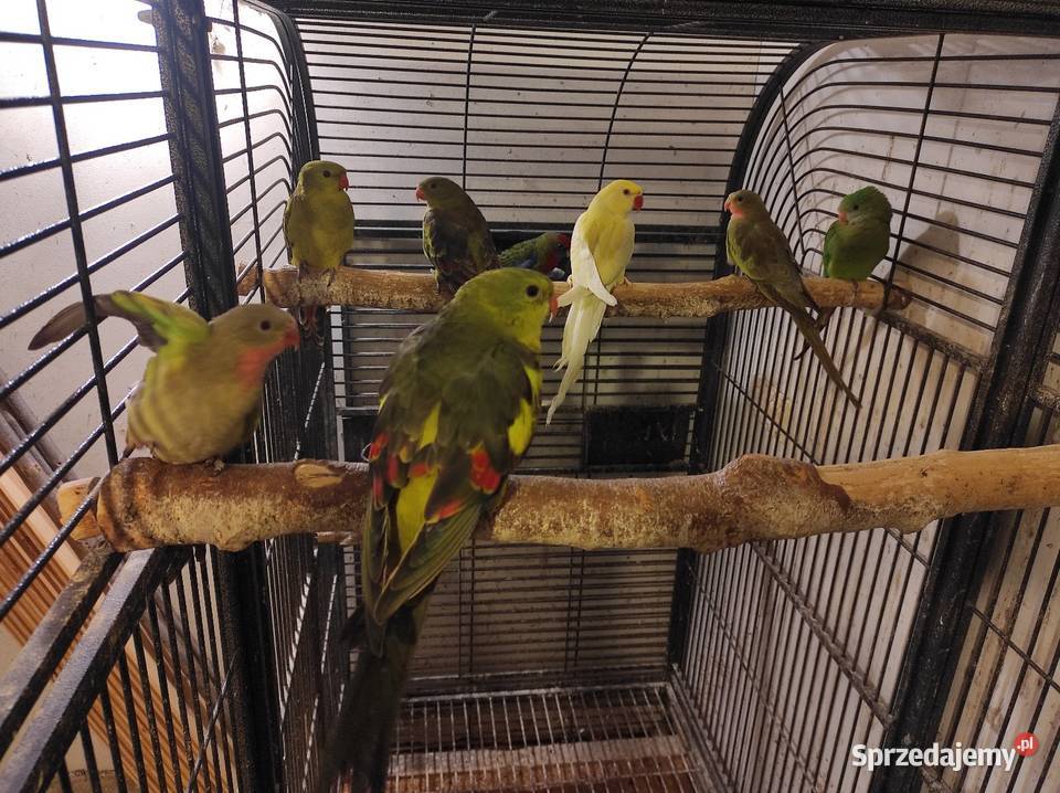 Papugi górskie Ptaki Rębków