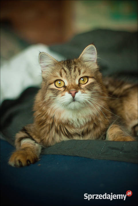 Voulezvous ahha czy chcesz Opole