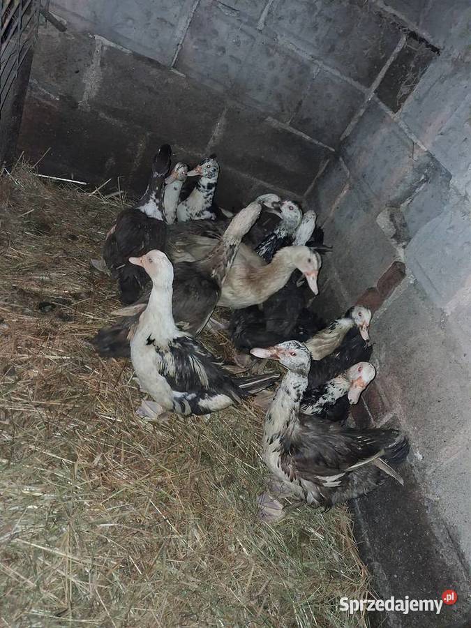 Kaczki francuskie Konin