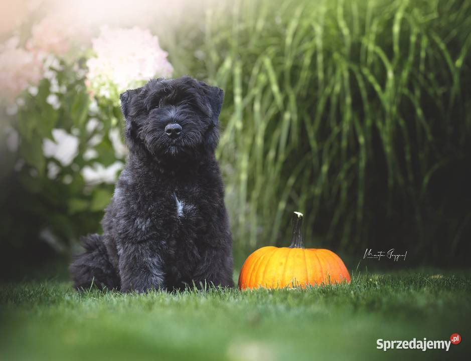 Bouvier des Flandres szczenięta Cuple