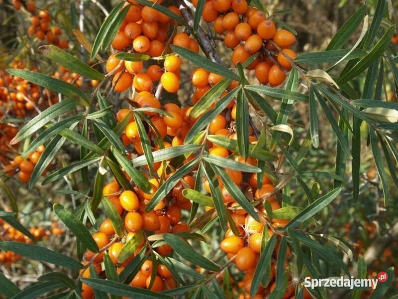 Herbata z liści rokitnika granulowana 300g Stargard