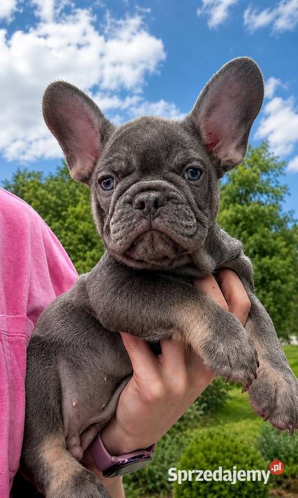 Buldog francuski Aktualne Buldog Malbork sprzedam