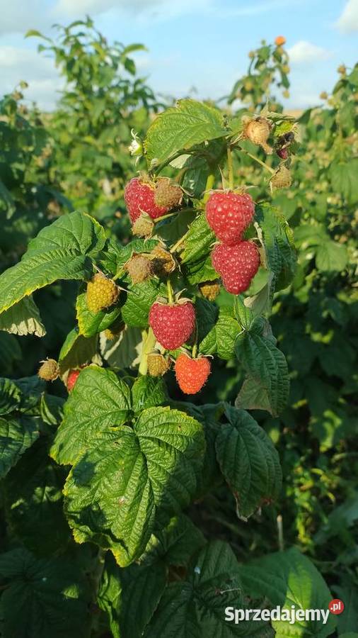 Sadzonki malinPolana Duże soczyste słodkie owoce