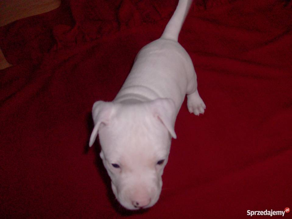 Mocne szczeniaki Amstaff Brzeg