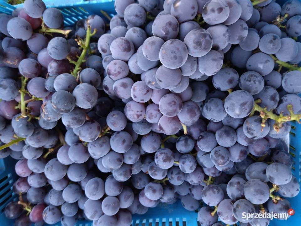 Winogron na soki wino bezpośredniego spożycia Wrocław