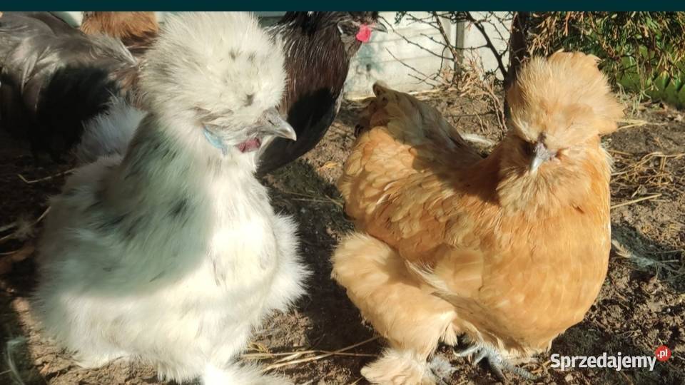 Jaja lęgowe Silek USA Łochów