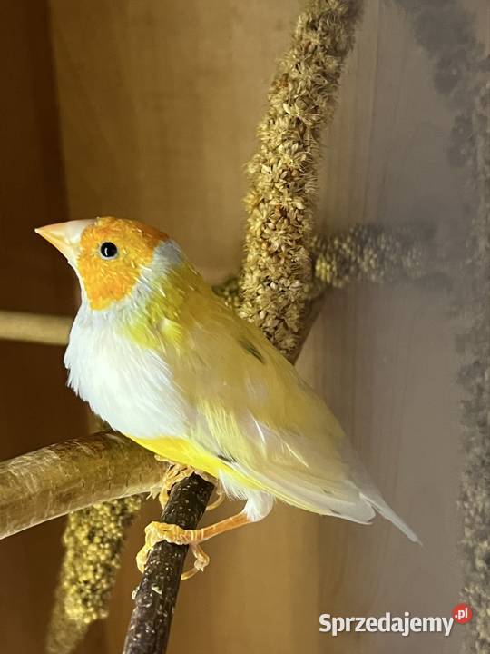 Amadyna wspaniała samiec 2024r