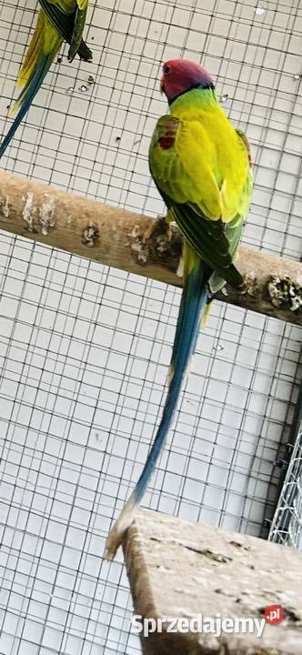 Aleksandretta śliwoglowa Maciejowice sprzedam