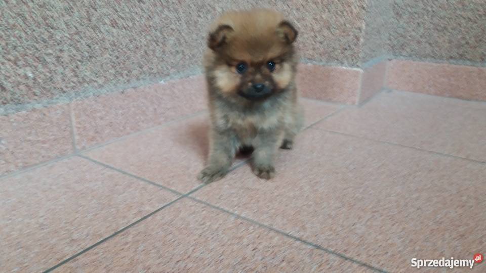 Pomeranian pieski BOO Piaseczno