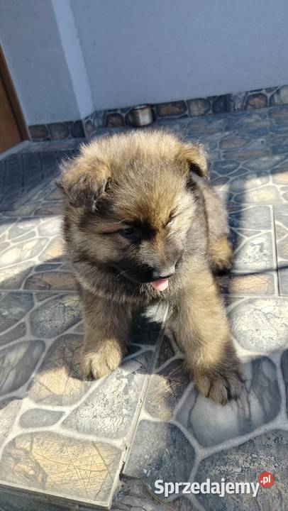 Owczarek niemiecki Krajewice