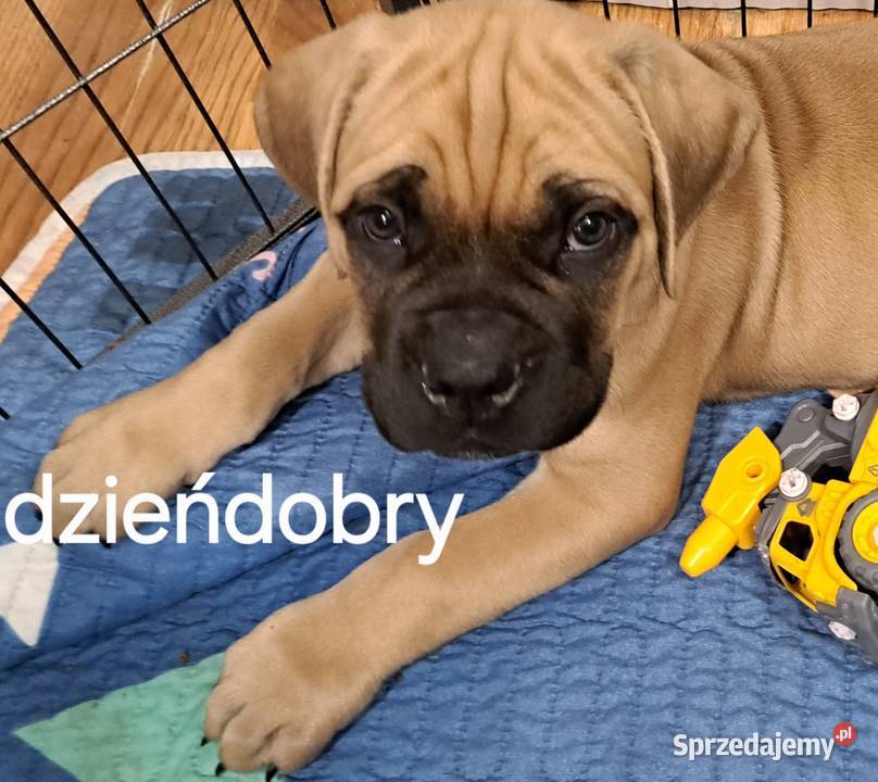 Cane coso szczenie Cane Corso Gierałtów