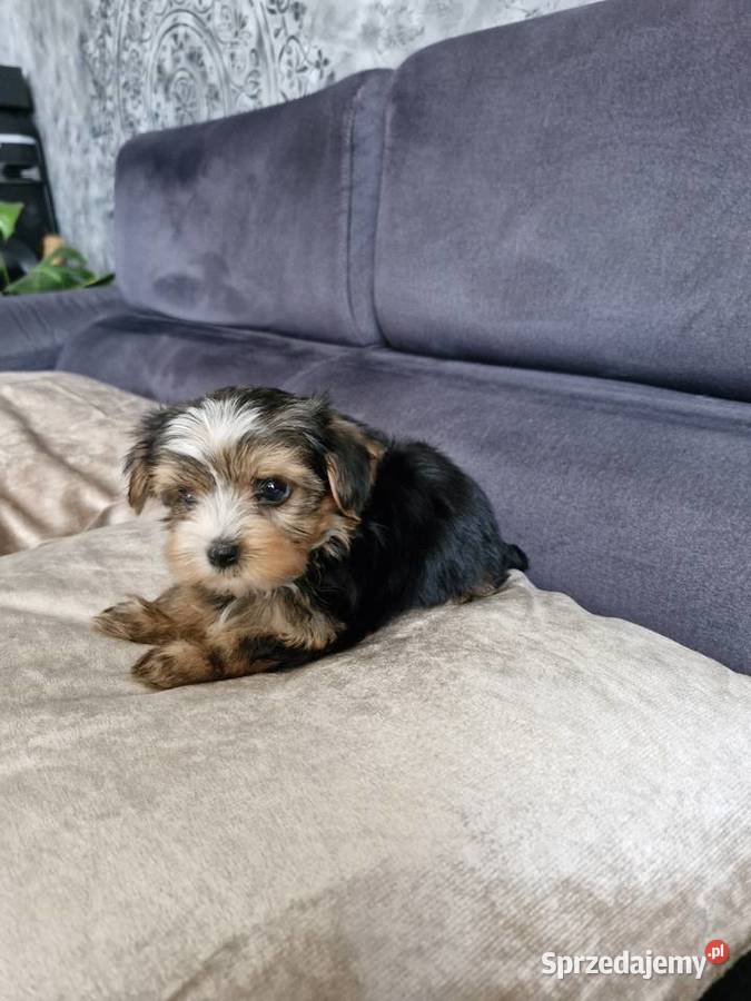 Yorkshire terrier sprzedam piesek i suczkę sprzedam