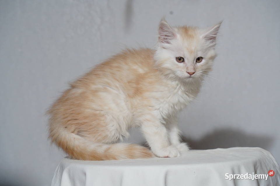 Kocięta Maine Coon wielkie koty Kraków
