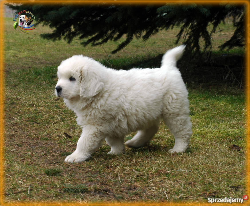 Owczarek podhalański szczenięta rodowód FCI Bark