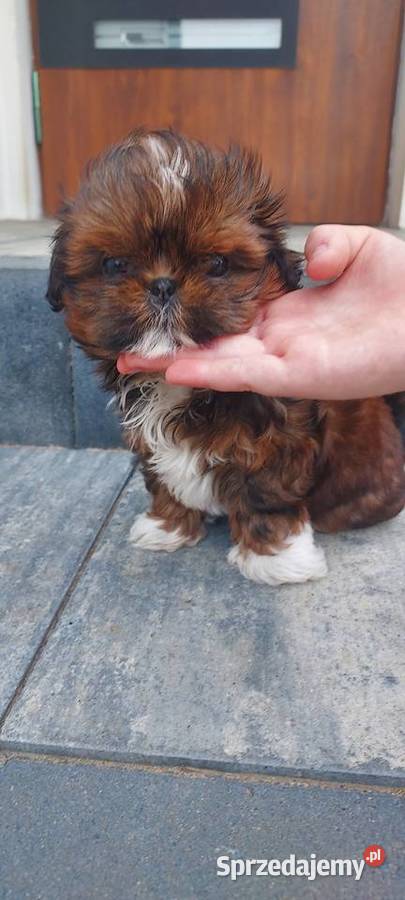 Suczka ShihTzu Shih Tzu Radom sprzedam