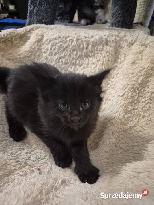 Kotki MaineCoon Będzin sprzedam
