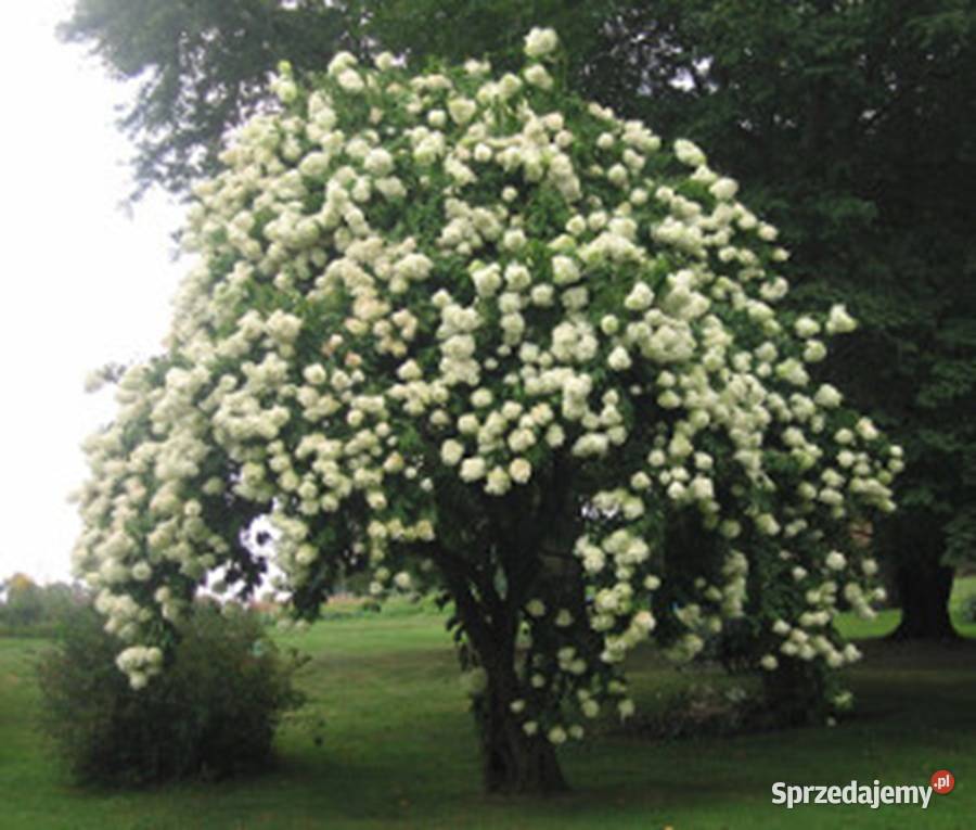 KALINA ŚLIWOLISTNA Viburnum prunifolium NASIONA kujawsko-pomorskie Lubanie