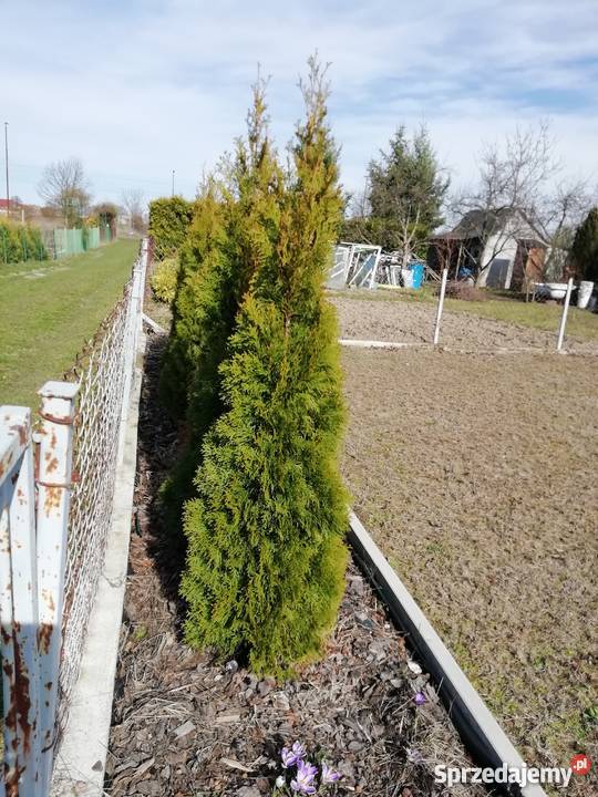 Sprzed ogródek działkowy rekreacyjna Jelcz-Laskowice