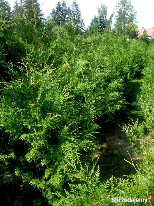Tuja Martin nie Brabant najszybciej rośnie małopolskie sprzedam