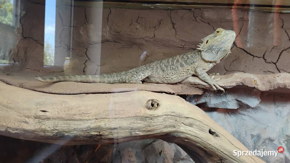 Agama brodata z terrarium Lednica Górna