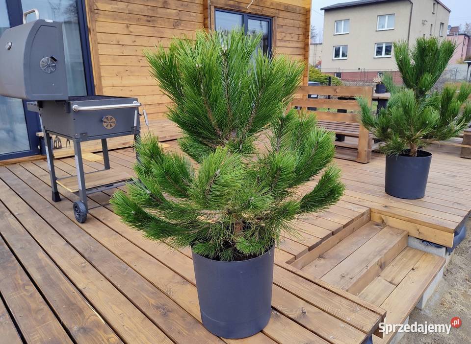 Taras drewniany na wymiar śląskie Siemianowice Śląskie usługi budowlane