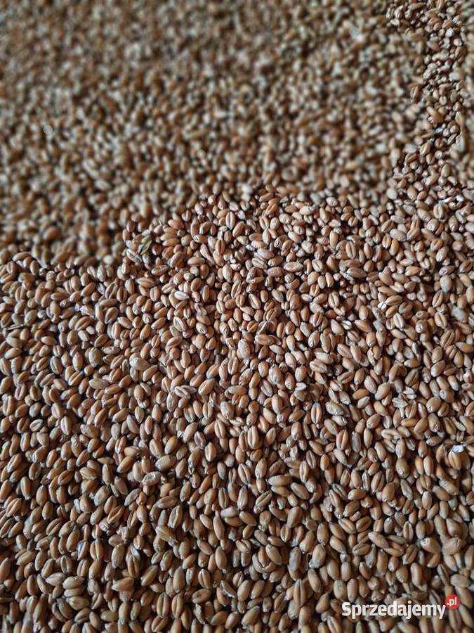 Pszenica zimowa Euforia Mistów