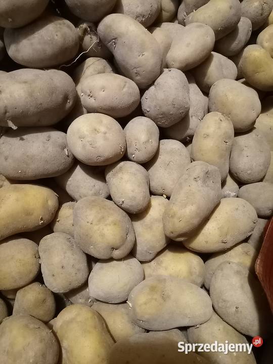 Ziemniaki kartofle Białopole