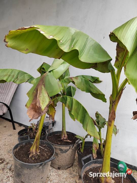 BANANOWIEC Bananowce 150 różnie wielkości Owocowe Pszczyna sprzedam