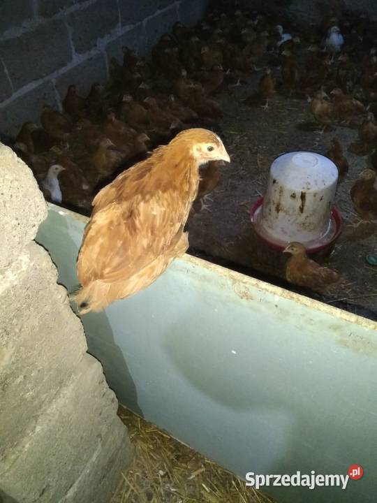 Kurczaki 5tygodni odchow wlasny Kolno