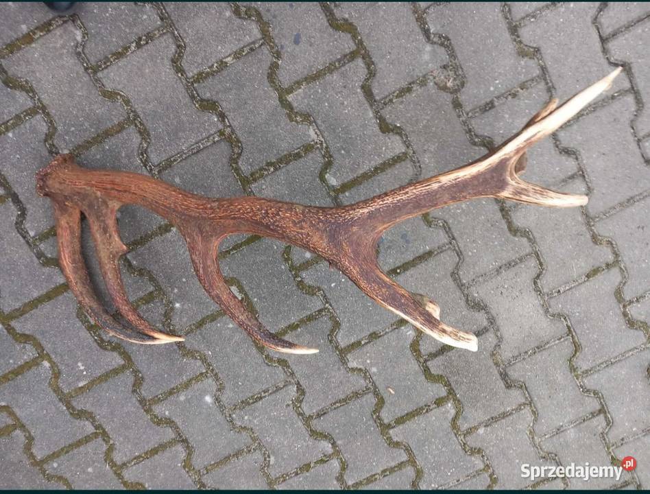 Rzut jelenia Albinów