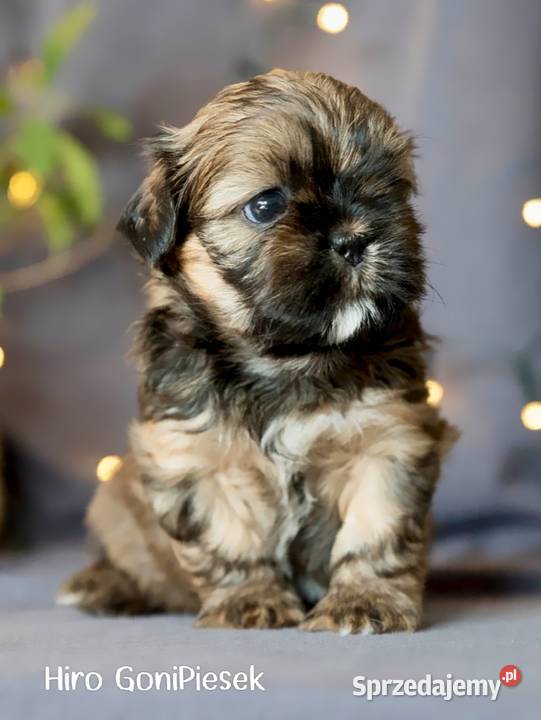 Shih Tzu Bicolor Dłutów sprzedam