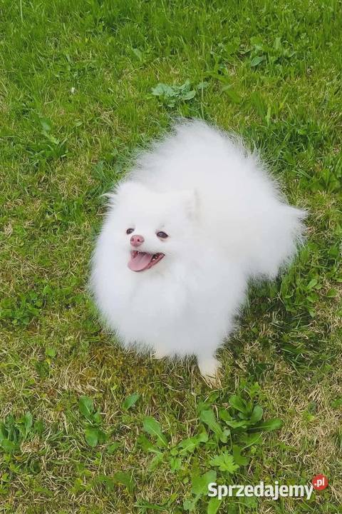 Szpic miniaturowy Zrębice