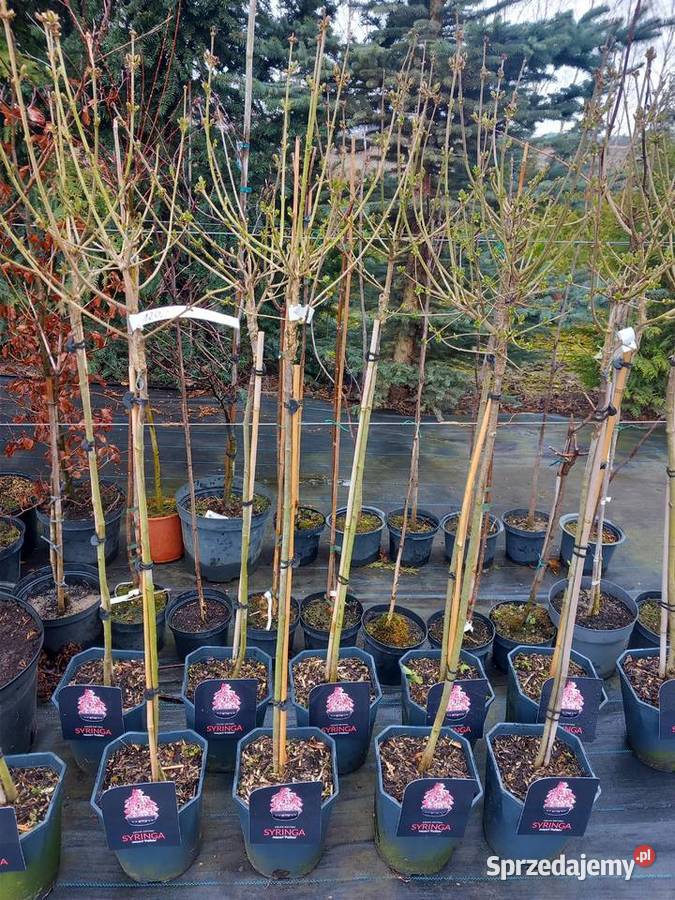 Wyprzedaż 9zltuja sznaragd 2 klasa Mogilno sprzedam