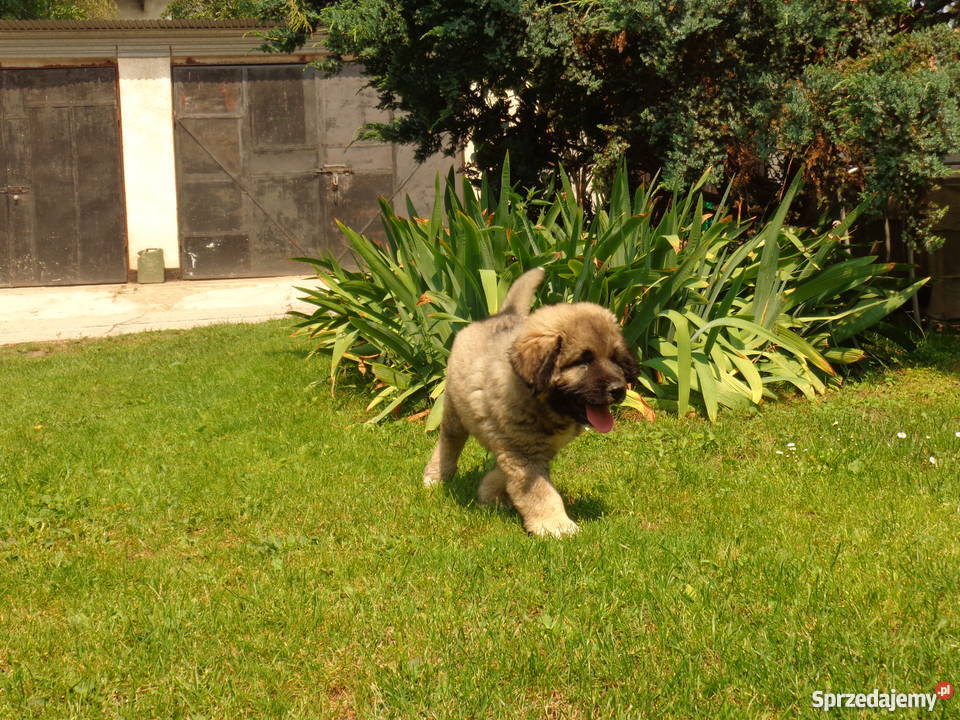 Owczarek kaukaski Wrocław