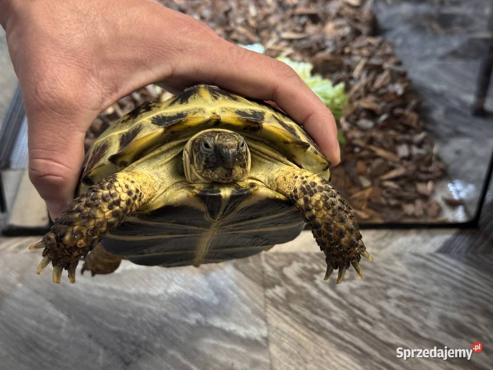 Żółw stepowy 3 letni z terrarium