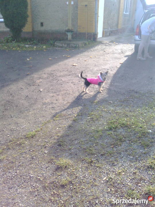 Oddam psa yorka dolnośląskie Wałbrzych